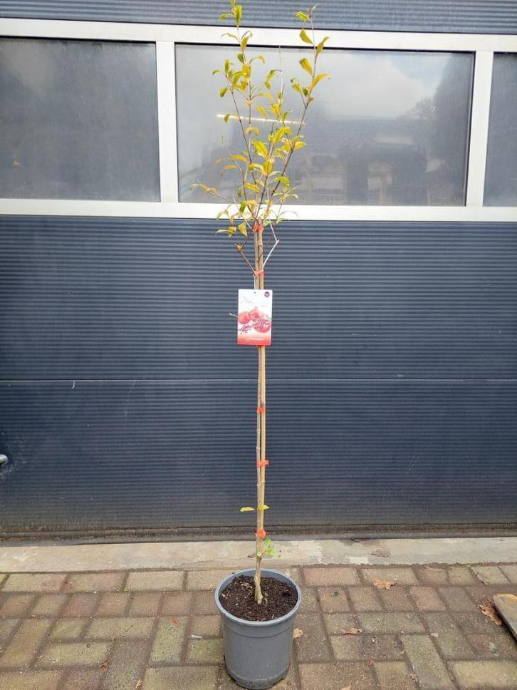 Punica Granatum - Granaatappelboom H: 172 cm., Tuin en Terras, Planten | Fruitbomen, Appelboom, 100 tot 250 cm, Volle zon, Zomer