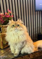 Brits langhaar dekkater-ervaring (NIET TE KOOP), Dieren en Toebehoren, Katten en Kittens | Raskatten | Langhaar, Kater, Ontwormd