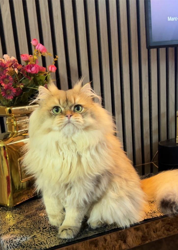 Brits langhaar dekkater-ervaring (NIET TE KOOP), Dieren en Toebehoren, Katten en Kittens | Raskatten | Langhaar, Kater, 0 tot 2 jaar