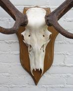 EDELHERT GEWEI ongelijke 10-ender met echte schedel (ref. i), Ophalen, Gebruikt, Hert, Gewei of Kop