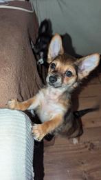 Chihuahua x Chorkie pup, Reutje,650 euro, Dieren en Toebehoren, Honden | Chihuahua's en Gezelschapshonden, 8 tot 15 weken, Meerdere