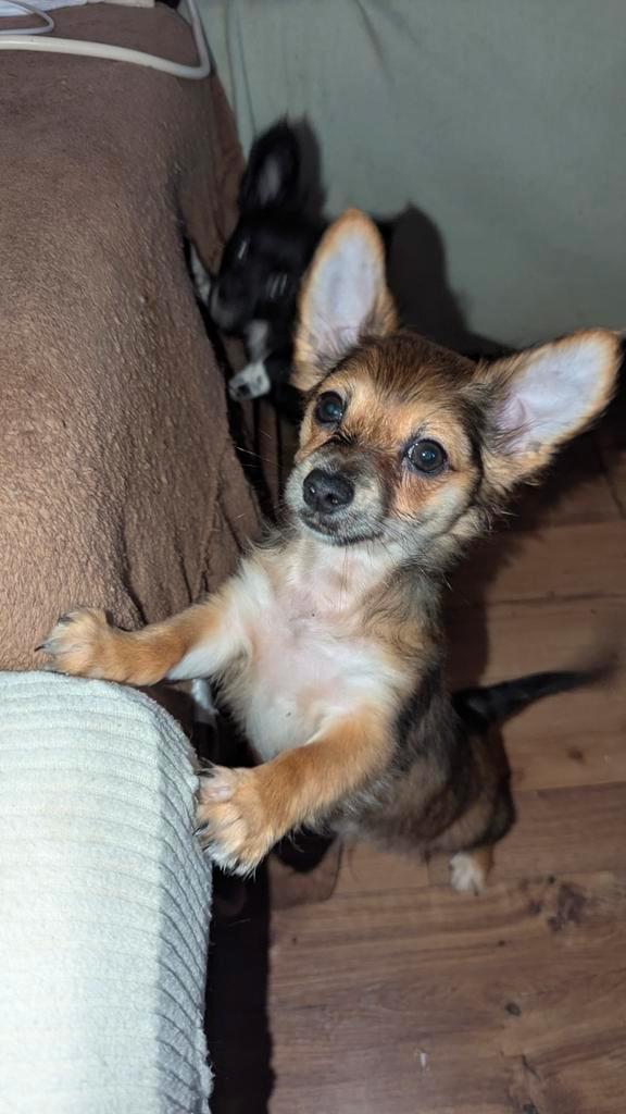 Chihuahua x Chorkie pup, Reutje,650 euro, Dieren en Toebehoren, Honden | Chihuahua's en Gezelschapshonden, Meerdere dieren, Chihuahua