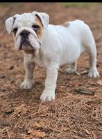 Engelse bulldog  teefje, Dieren en Toebehoren, Particulier, Rabiës (hondsdolheid), 15 weken tot 1 jaar, Buitenland