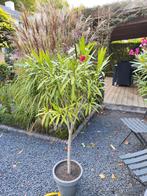 Oleander op stam - Donkerroze/rood, Tuin en Terras, Planten | Tuinplanten, Ophalen, Zomer, Volle zon