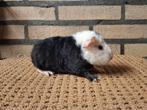 Cavia's US Teddy, zwartbont beertjes, Cavia, Mannelijk, December, Tam