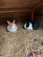 2 Prachtige kleine bonte konijntjes, Dieren en Toebehoren, Konijnen, Vrouwelijk, Klein