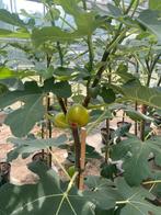 Vijgenboom met rijpe vijgen, Tuin en Terras, Planten | Fruitbomen, Ophalen, 100 tot 250 cm, Vijgenboom, Lente