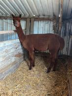 Merrie alpaca, Juli, Vrouwelijk