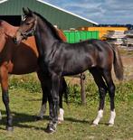 Superknap hengstveulen Sarai L x Ferdeaux, Hengst, Dressuurpaard, 0 tot 2 jaar