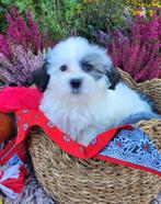 Leuke boomer pups te koop!, Dieren en Toebehoren, Overige rassen, CDV (hondenziekte), 8 tot 15 weken, Meerdere