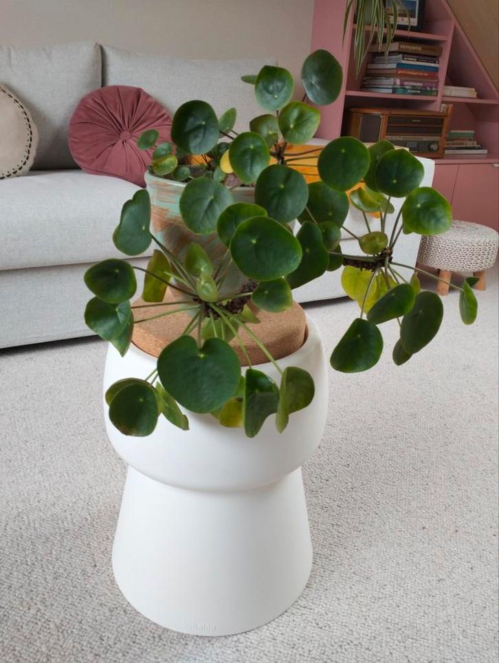 Kruk / bijzettafel Bubalou - wit - nieuw, Huis en Inrichting, Krukjes, Nieuw, Kunststof, Ophalen