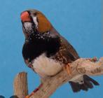 Diverse zebravink mannen meeste van 2025, Dieren en Toebehoren, Vogels | Overige Vogels, Mannelijk, Tropenvogel, Geringd