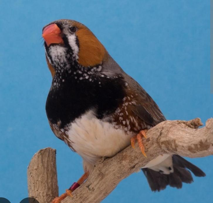 Diverse zebravink mannen meeste van 2025, Dieren en Toebehoren, Vogels | Overige Vogels, Tropenvogel, Mannelijk, Geringd