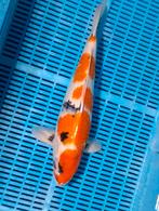 Leuke showa 46 cm  Supergoede en schone huidkwaliteit, Karper of Koi