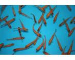 goudwinde 7-10 cm  €1.50 per stuk, Dieren en Toebehoren, Vissen | Vijvervissen, Baars of Goudwinde