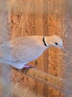 Tortelduif, Dieren en Toebehoren, Vrouwelijk, Tortelduif
