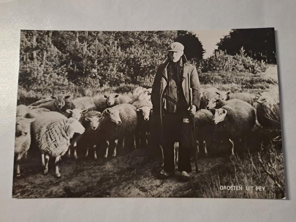 Pey, Groeten uit, schaapherder, Ophalen of Verzenden