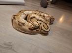 Ballpython Spider pastel 100% het piebald male, Dieren en Toebehoren, Reptielen en Amfibieën, Slang, 3 tot 6 jaar