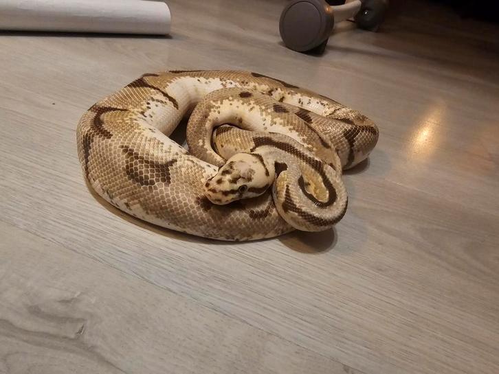 Ballpython Spider pastel 100% het piebald male
