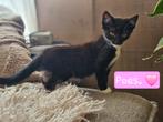 Lief & Huiselijk nestje kittens., Dieren en Toebehoren, Katten en Kittens | Overige Katten