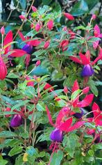 Vaste fuchsia, Ophalen, Overige soorten, Volle zon