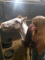 Verzorg/lease/bijrijd paard/pony gezocht, Dieren en Toebehoren, Ophalen of Verzenden, Nieuw