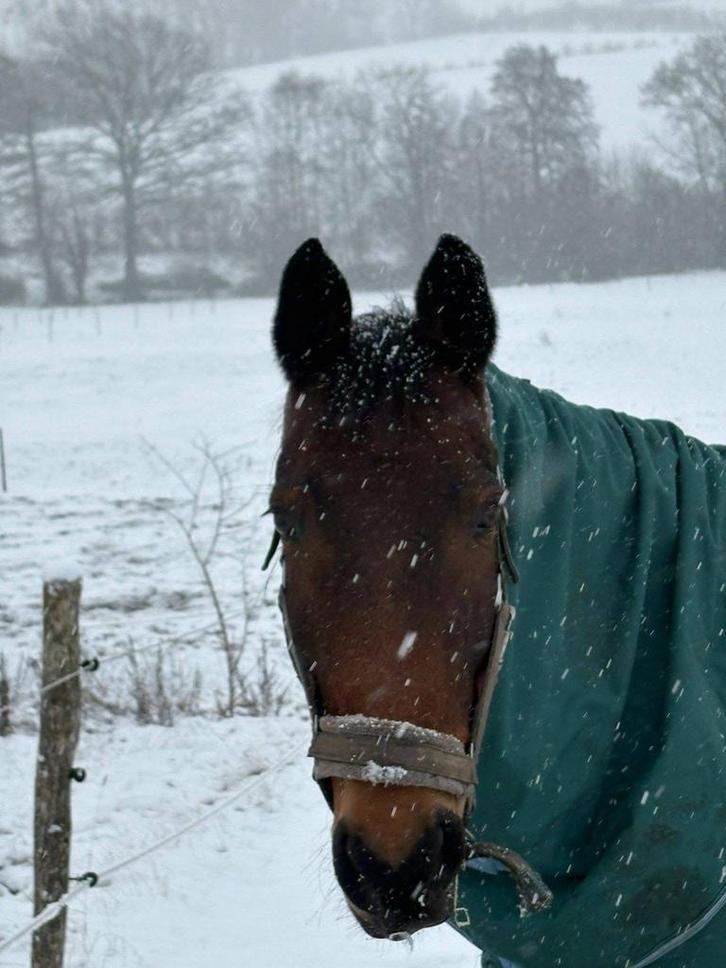 Goed huisje gezocht, Dieren en Toebehoren, Paarden, Ruin, Niet van toepassing, 160 tot 165 cm, 11 jaar of ouder, Recreatiepaard