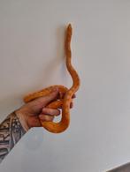 1.1 Pituophis Sayi red albino '24, Dieren en Toebehoren, Reptielen en Amfibieën, Slang, 0 tot 2 jaar