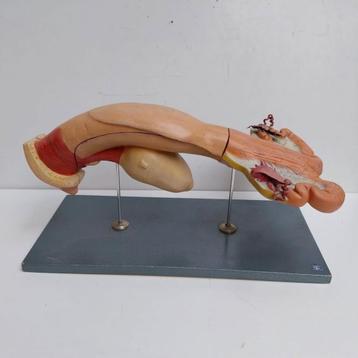 Oud Vintage gipsen geslachtsorgaan van een koe  Somso  beschikbaar voor biedingen