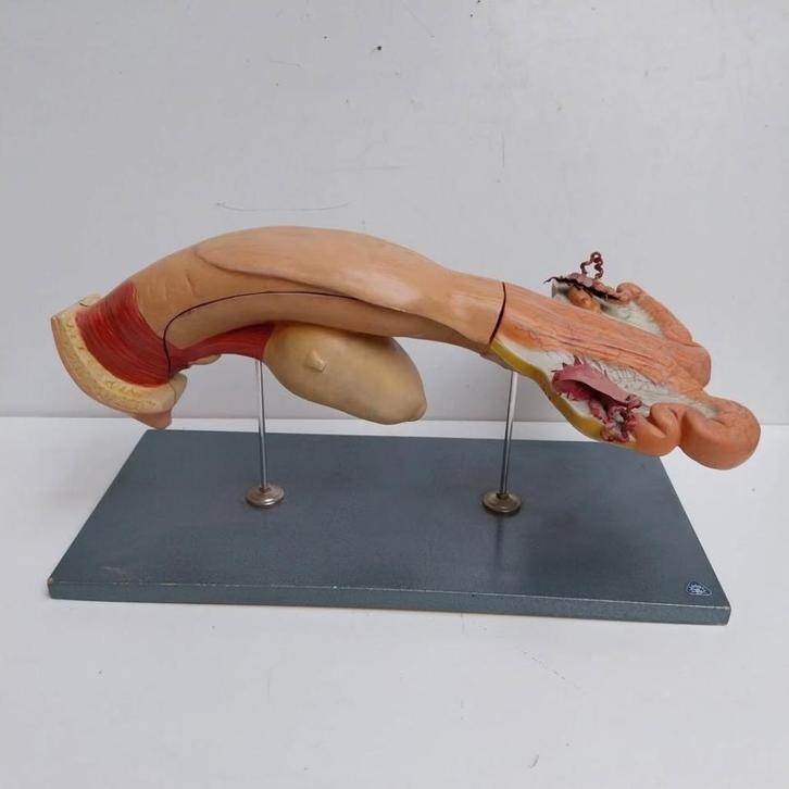 Oud Vintage gipsen geslachtsorgaan van een koe  Somso, Antiek en Kunst, Curiosa en Brocante, Verzenden