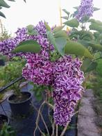 Seringen paars en wit paars, Tuin en Terras, Volle zon, Vaste plant, Lente, Ophalen