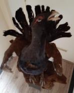 Grote opgezette Auerhaan, Verzamelen, Dierenverzamelingen, Ophalen, Gebruikt, Vogel, Opgezet dier