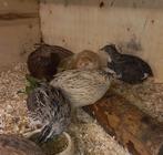 Kwartels, Japanse!, Dieren en Toebehoren, Geslacht onbekend