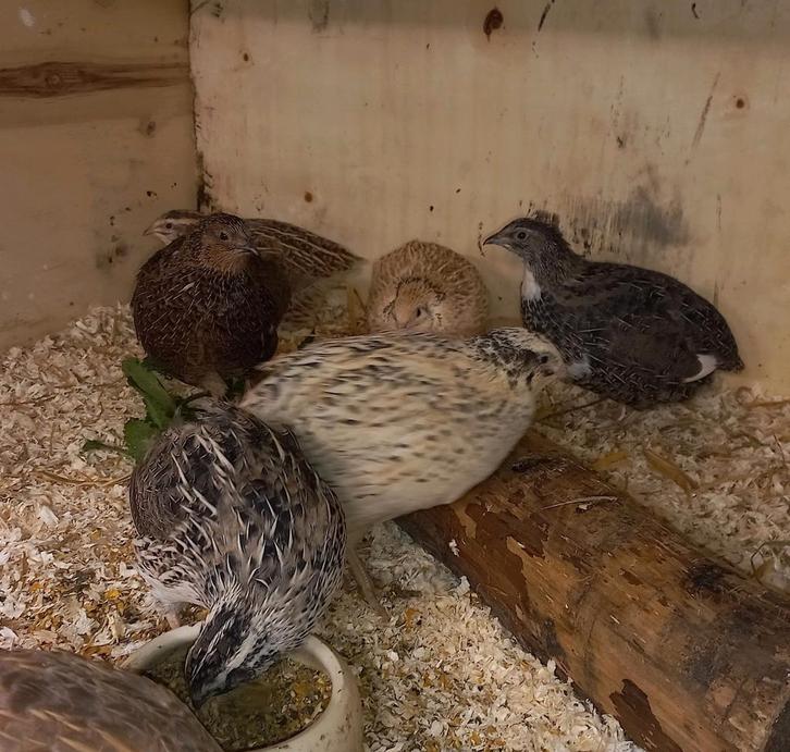 Kwartels en eitjes, Japanse!, Dieren en Toebehoren, Vogels | Overige Vogels, Geslacht onbekend