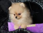 Mini Pomeranian Teefje Geboren in Nederland, Dieren en Toebehoren, Honden | Poolhonden, Keeshonden en Oertypen, Nederland, 8 tot 15 weken
