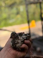Jonge tamme Japanse kwartel hennen te koop!, Dieren en Toebehoren, Pluimvee, Vrouwelijk, Overige soorten