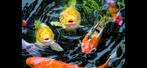 Koi karpers gezocht, Dieren en Toebehoren, Vissen | Vijvervissen, Karper of Koi