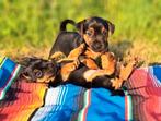 Laagbenige jack russel pups, Black & Tan, Rabiës (hondsdolheid), Jack Russell Terriër, 8 tot 15 weken, Meerdere