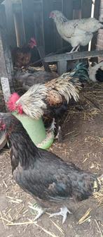 Hans de Haan (Araucana X Marans), Dieren en Toebehoren, Pluimvee, Mannelijk, Kip