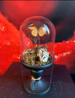 Prachtige stolp met vogelspin en Danaus Chrysipus, Ophalen of Verzenden, Nieuw