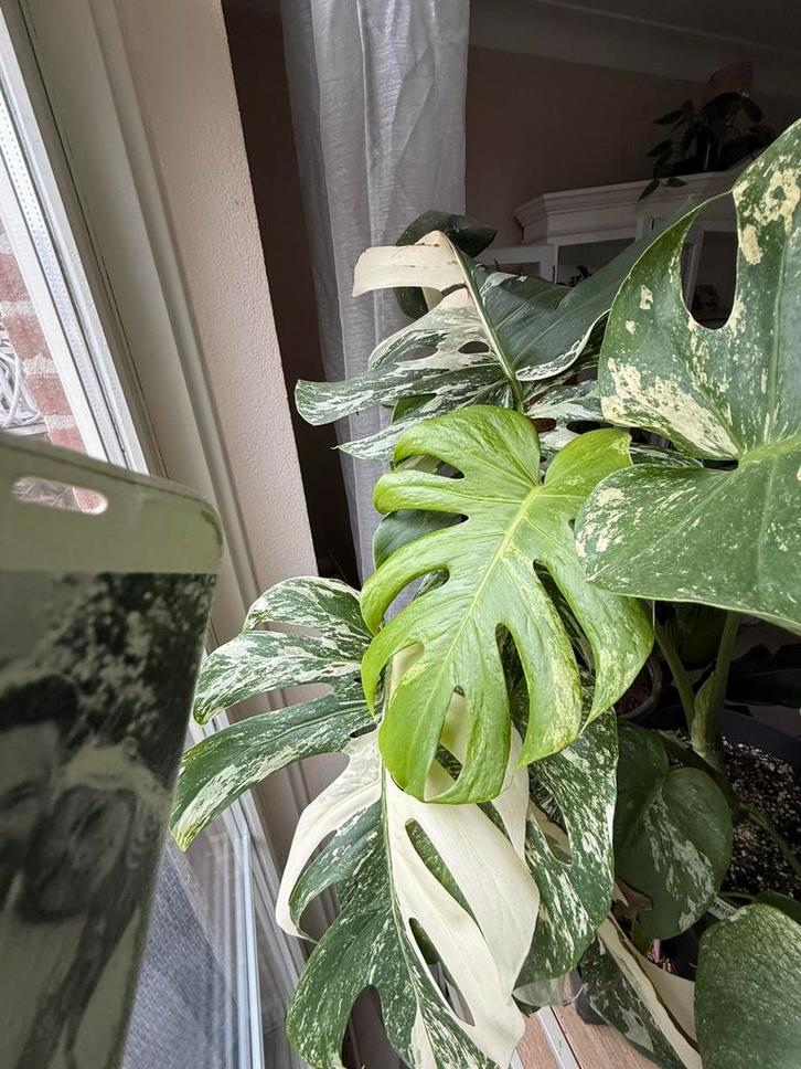 Monstera’s vargieta, Huis en Inrichting, Kamerplanten, Overige soorten, 100 tot 150 cm, Groene kamerplant, Halfschaduw, Ophalen