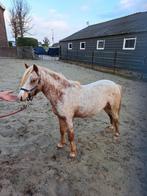 Prachtige aparte leuke appaloosa, Dieren en Toebehoren, Hengst