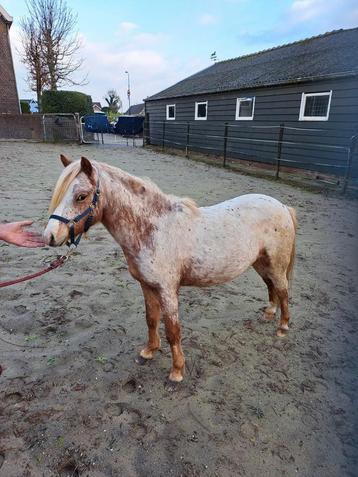 Prachtige aparte leuke appaloosa  beschikbaar voor biedingen