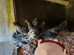 Jonge Ancona groot, Meerdere dieren, Kip