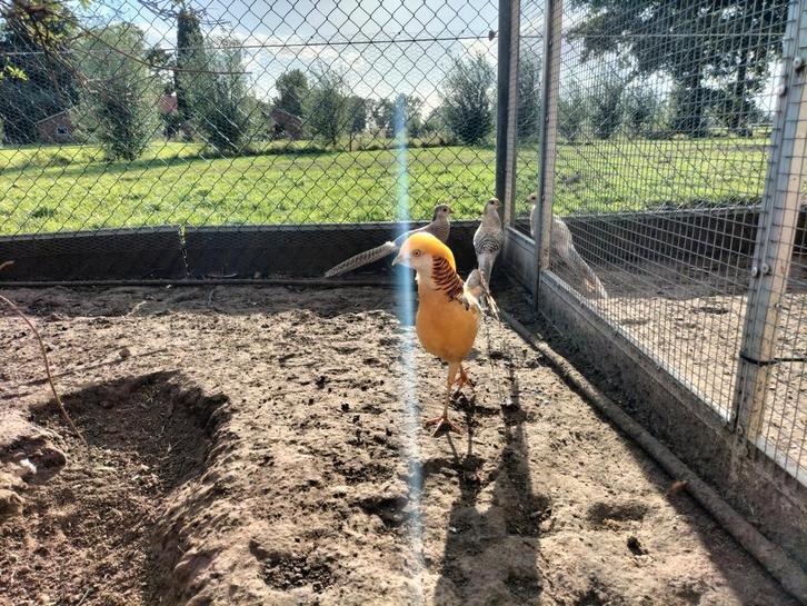 Te koop 2 koppels gele goudfazanten., Dieren en Toebehoren, Pluimvee, Overige soorten, Meerdere dieren