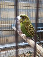 2 koppels grasparkieten, Meerdere dieren, Parkiet, Geringd