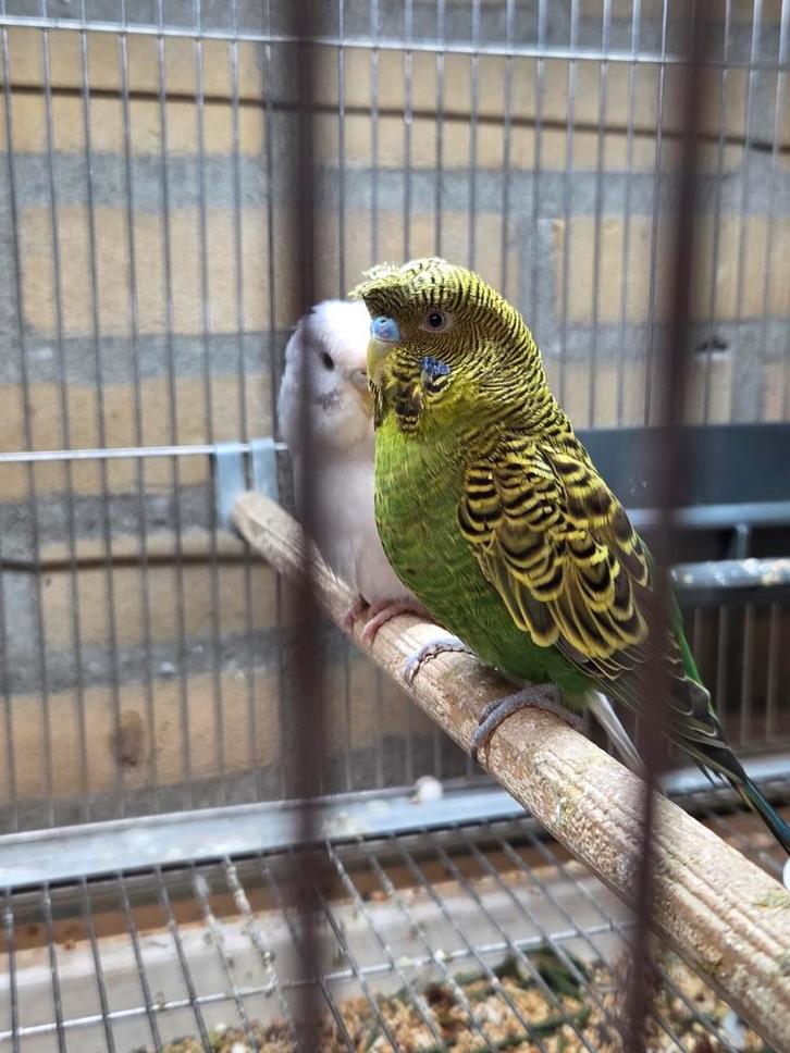 2 koppels grasparkieten, Dieren en Toebehoren, Vogels | Parkieten en Papegaaien, Parkiet, Meerdere dieren, Geringd