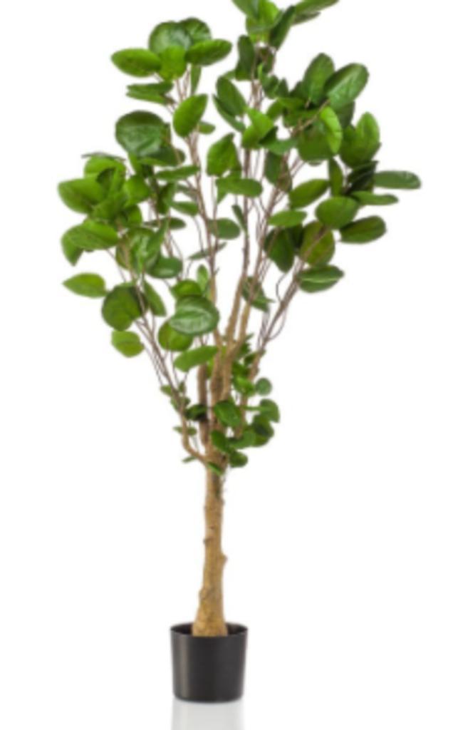polyscias boom 150cm, Huis en Inrichting, Woonaccessoires | Kunstplanten en Kunstbloemen, Nieuw, Ophalen of Verzenden