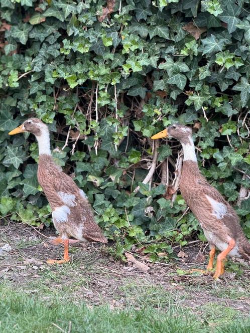 Loopeend vrouwtje (7 weken), Dieren en Toebehoren, Pluimvee, Eend, Vrouwelijk