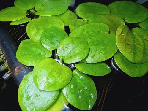 Amazone kikkerbeet drijfplantjes - emmer vol!, Dieren en Toebehoren, Vissen | Aquaria en Toebehoren, Nieuw, Plant(en), Steen of Hout